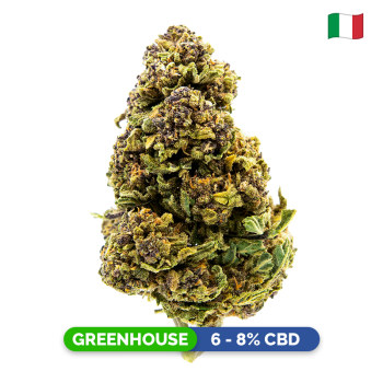 Fleurs CBD - Purple Haze