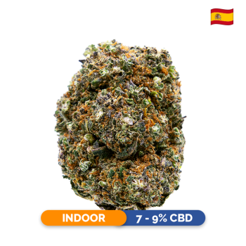 Fleurs CBD - Green Gum